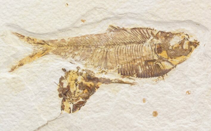 Bargain Diplomystus Fossil Fish - Wyoming #39685